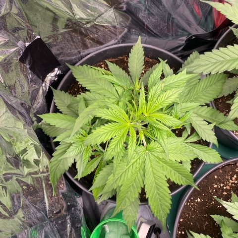 Plantzero2 growlog timeline photo