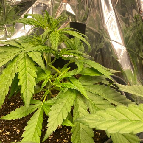 Plantzero2 growlog timeline photo