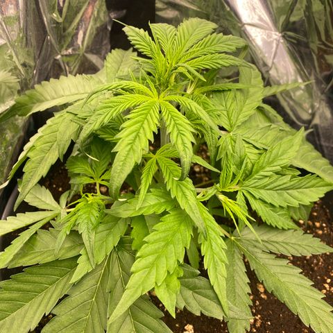Plantzero2 growlog photo: Ich versuche so gut wie möglich, die neuen Triebe über die alten Blätter zu positionieren ohne irgendwelche Hilfsmittel zu benutzen. Ich nehme was die Pflanzen her gibt.