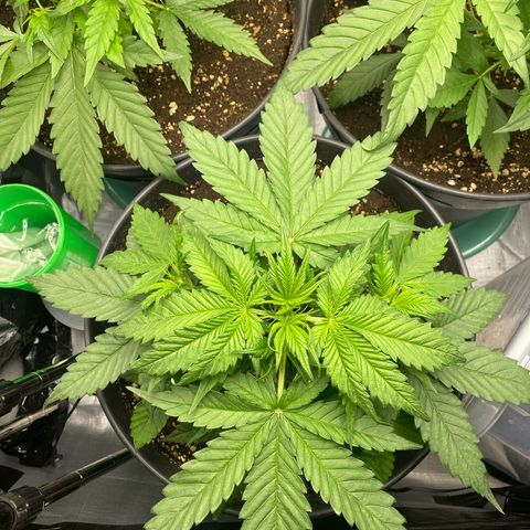 Plantzero3 growlog photo: Die Schönheitskönigin im Growzelt