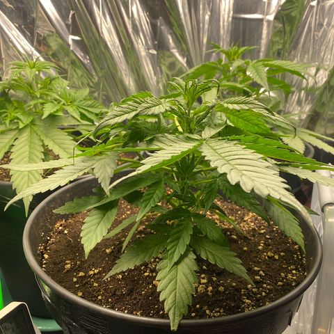 Plantzero3 growlog timeline photo