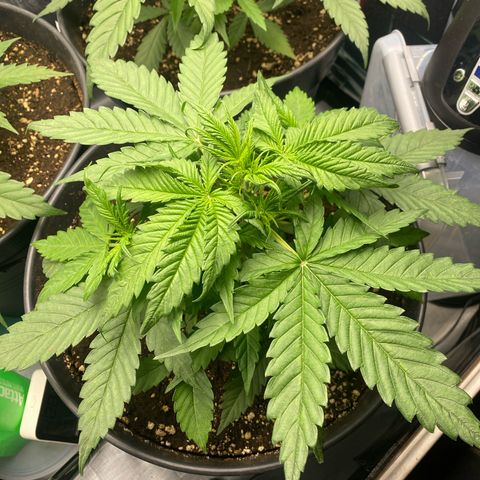 Plantzero3 growlog timeline photo