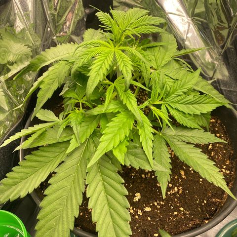 Plantzero2 growlog timeline photo