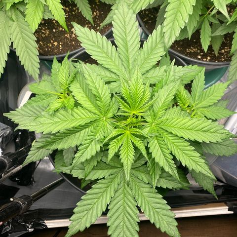 Plantzero3 growlog timeline photo