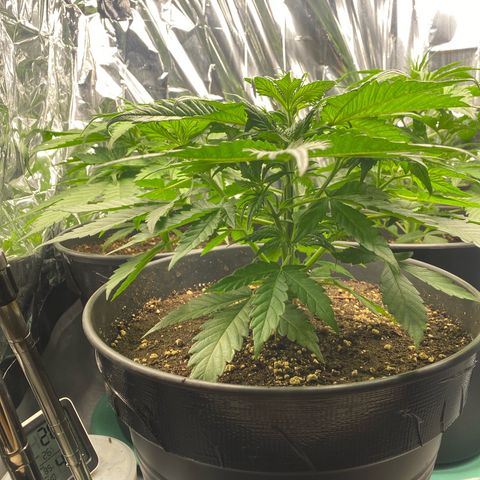 Plantzero3 growlog timeline photo