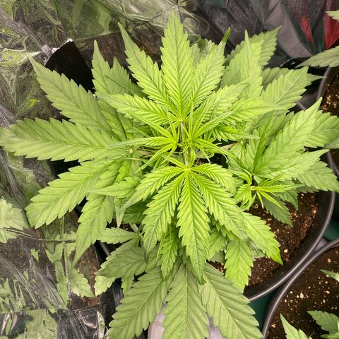 Plantzero2 growlog timeline photo