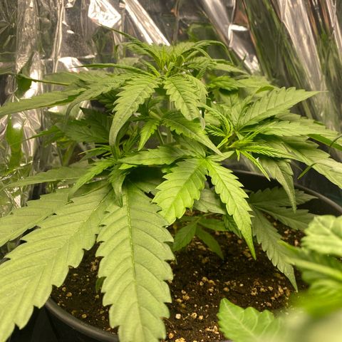 Plantzero2 growlog timeline photo