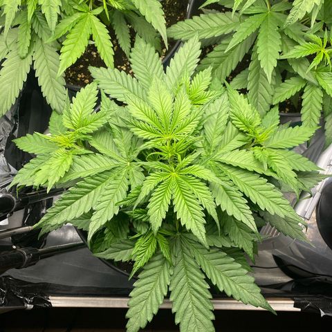 Plantzero3 growlog timeline photo