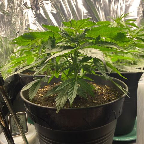 Plantzero3 growlog timeline photo