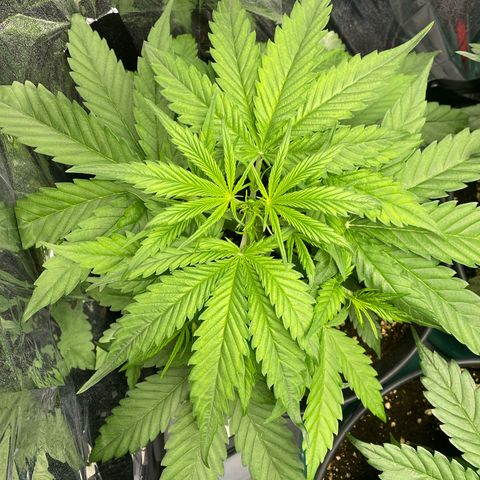 Plantzero2 growlog timeline photo