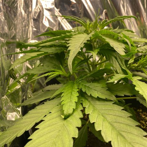 Plantzero2 growlog timeline photo