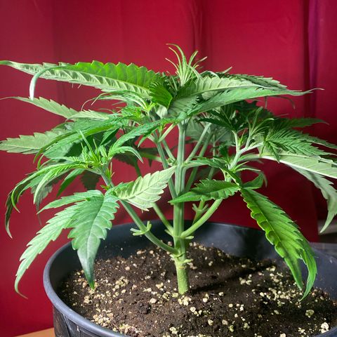 Plantzero2 growlog timeline photo
