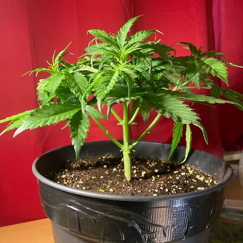 Plantzero3 growlog timeline photo