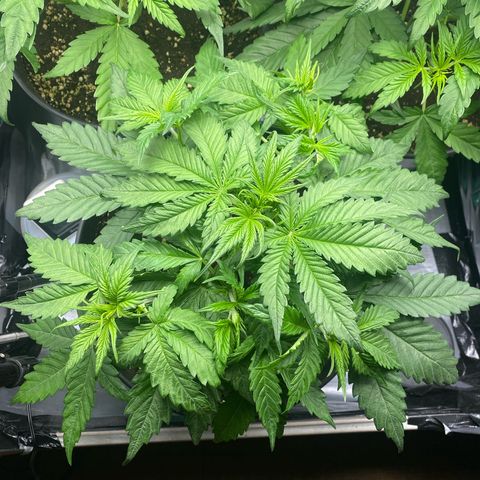 Plantzero3 growlog timeline photo