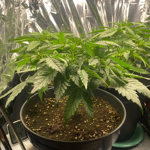 Plantzero3 growlog timeline photo