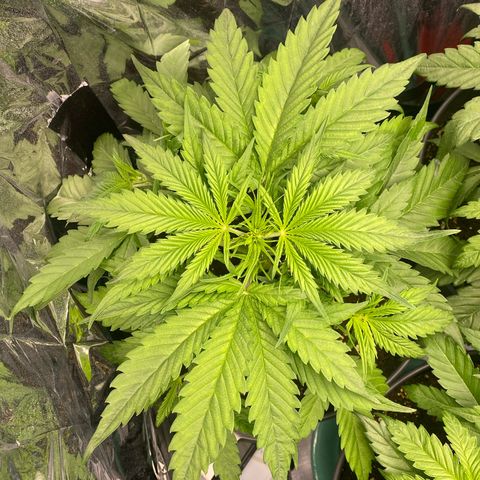 Plantzero2 growlog timeline photo
