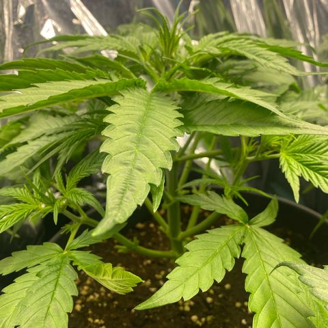 Plantzero2 growlog timeline photo