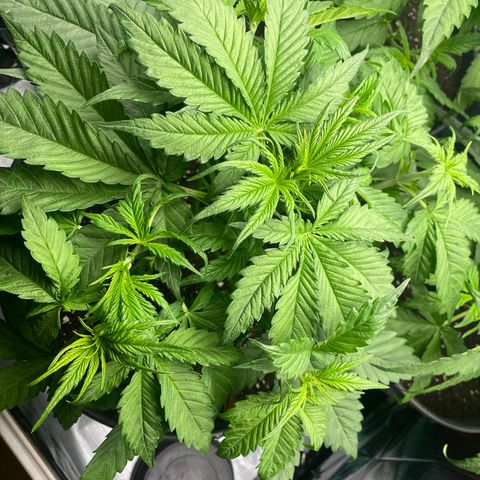 Plantzero3 growlog timeline photo