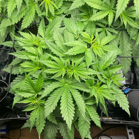 Plantzero3 growlog timeline photo