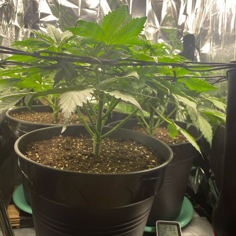Plantzero3 growlog timeline photo