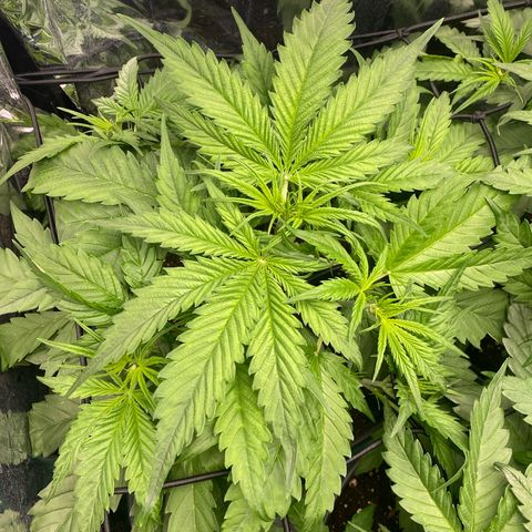 Plantzero2 growlog timeline photo