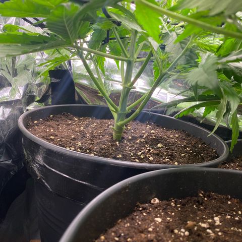 Plantzero2 growlog timeline photo