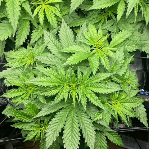 Plantzero3 growlog timeline photo