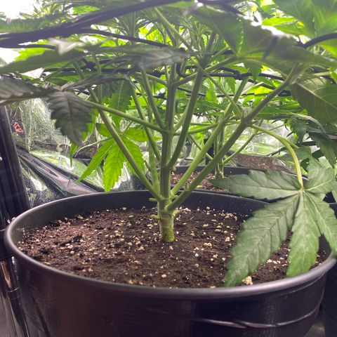 Plantzero3 growlog timeline photo
