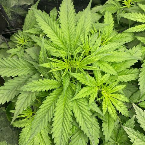Plantzero2 growlog timeline photo