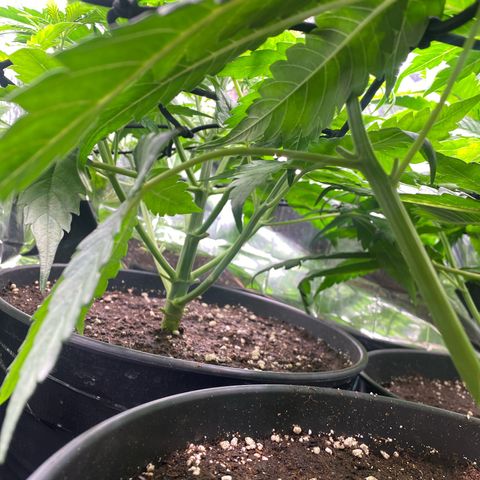 Plantzero2 growlog timeline photo