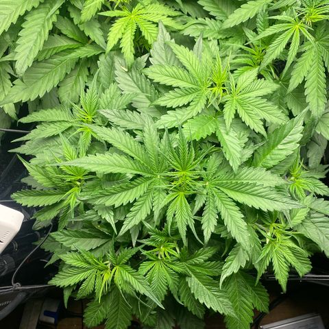 Plantzero3 growlog timeline photo