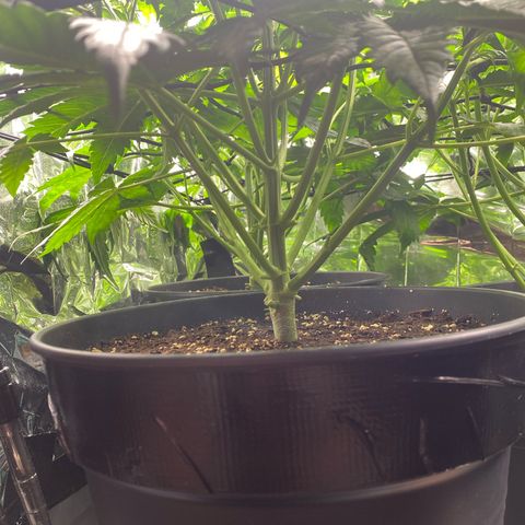 Plantzero3 growlog timeline photo