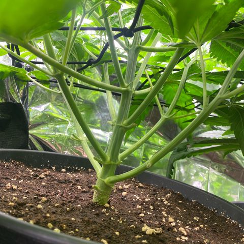 Plantzero2 growlog timeline photo