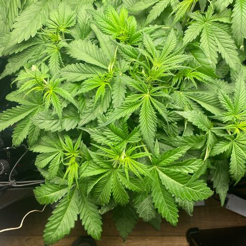 Plantzero3 growlog timeline photo
