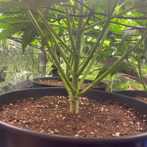 Plantzero3 growlog timeline photo