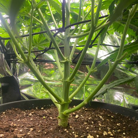 Plantzero2 growlog photo: Bei der Lady habe ich heute die unteren Sonnensegel entlaubt und hoffe sie wird es mir verzeihen. Ich schau mal wie sie drauf reagiert.