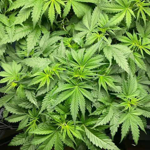Plantzero3 growlog timeline photo