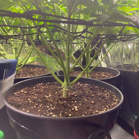 Plantzero3 growlog timeline photo