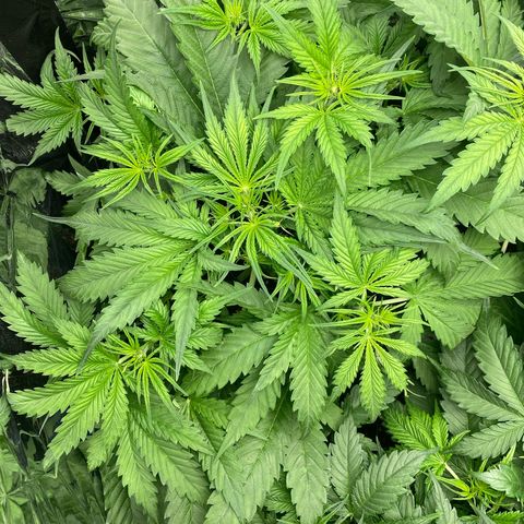 Plantzero2 growlog timeline photo