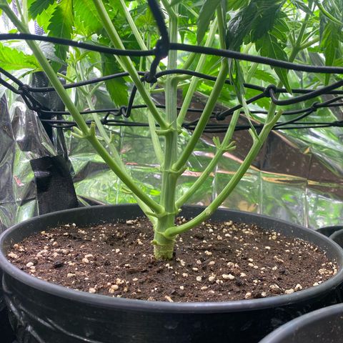 Plantzero2 growlog timeline photo