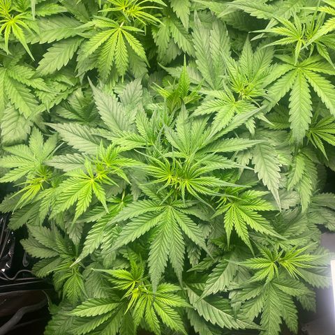 Plantzero3 growlog timeline photo