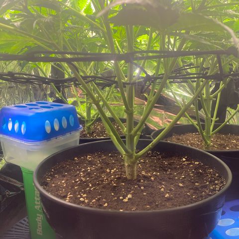 Plantzero3 growlog timeline photo