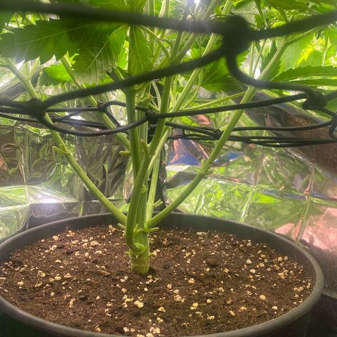 Plantzero2 growlog timeline photo