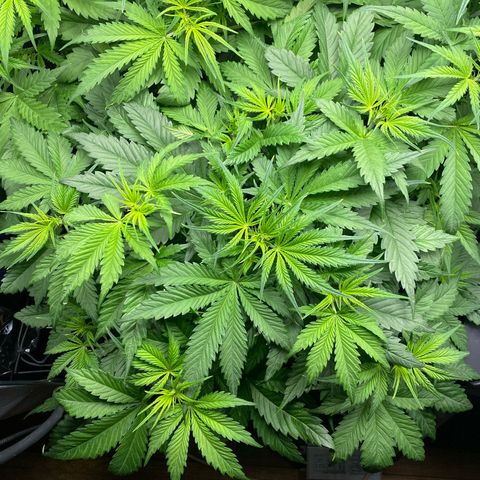 Plantzero3 growlog timeline photo