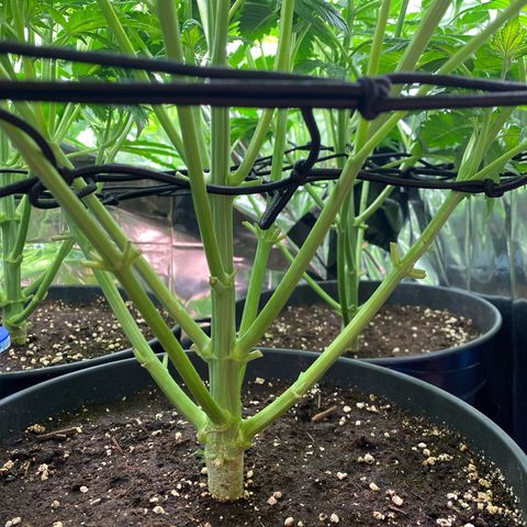 Plantzero3 growlog timeline photo