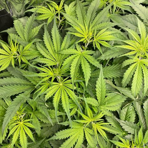 Plantzero2 growlog timeline photo