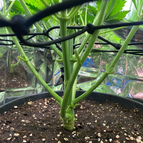 Plantzero2 growlog timeline photo