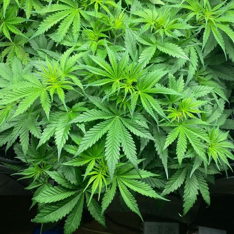 Plantzero3 growlog timeline photo
