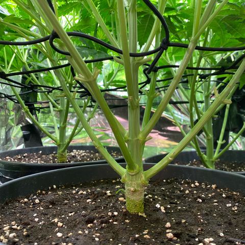 Plantzero3 growlog timeline photo
