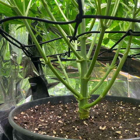 Plantzero2 growlog photo: Die Lady bekommt etwas rostige Blätter, ich glaube sie hat Kalziummangel, sie bekommt heut Mineralwasser. Keine Ahnung ob das was bringt. Ichbhoffe sie erholt sich wieder.